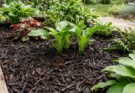Garden bed with a thick layer of dark shredded bark mulch suppressing weeds and retaining soil moisture around thriving green plants.