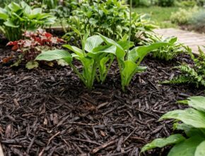 Garden bed with a thick layer of dark shredded bark mulch suppressing weeds and retaining soil moisture around thriving green plants.